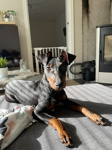 Etsii kotia (2 valokuva sivusta 3)