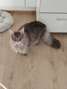 Maine coon uros (2 valokuva sivusta 2)