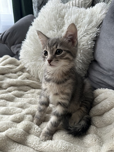 Котенок, самец (2 фото из 4)