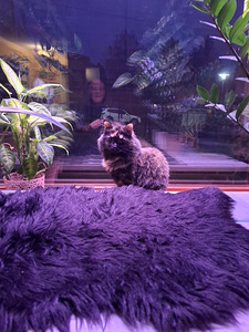 Uutta kotia etsii tyttö kissa (4 valokuva sivusta 8)