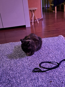 Uutta kotia etsii tyttö kissa (7 valokuva sivusta 8)