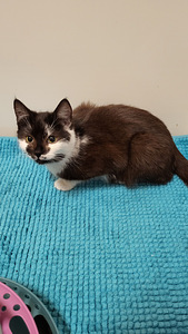 „Rakkaat kissanpennut“. (2 valokuva sivusta 5)