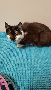 „Rakkaat kissanpennut“. (5 valokuva sivusta 5)