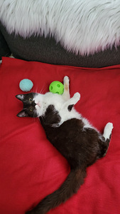 Söpöjä Kissanpentuja (1 valokuva sivusta 5)