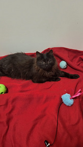 Söpöjä kissanpentuja (1 valokuva sivusta 5)