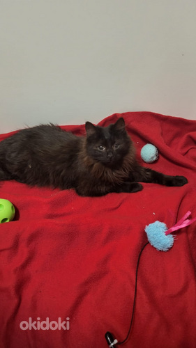 Söpöjä kissanpentuja