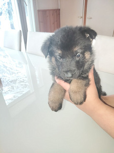 Saksanpaimen pentuja (1 valokuva sivusta 9)