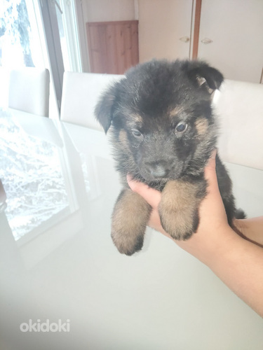 Saksanpaimen pentuja