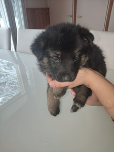 Saksanpaimen pentuja (3 valokuva sivusta 9)