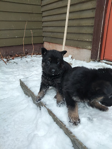 Saksanpaimen pentuja (4 valokuva sivusta 9)