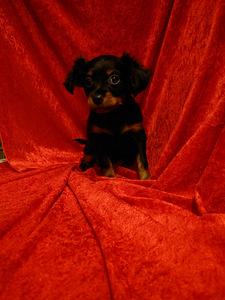 Krievu toja kucēns (1 foto no 2)