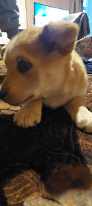 Čipots, vakcinēts, draudzīgs meklē saimniekus. Atrodas Jelg (2 foto no 2)