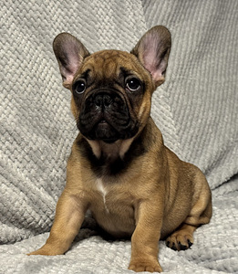 Franču buldoga kucēni (2 foto no 6)