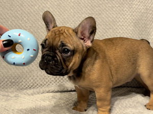 Franču buldoga kucēni (3 foto no 6)