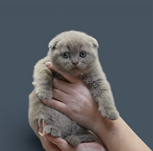 Skottish Pentu (1 valokuva sivusta 3)