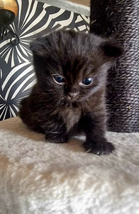 Scottish kittens