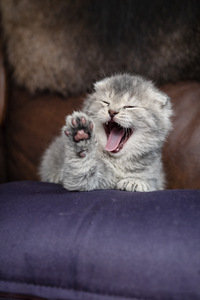 Scottish kittens (3 foto / 4)