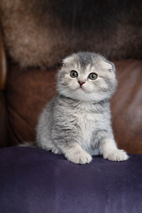 Scottish kittens (4 foto / 4)