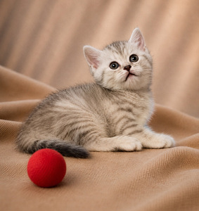 Scottish kittens (7 foto / 9)
