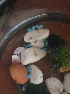 Vēži / Crawfishes (4 foto no 6)