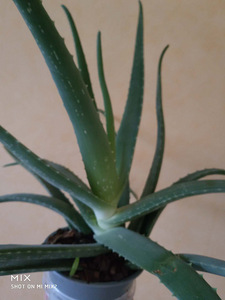 Alveja / Aloe vera (2 foto no 4)