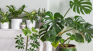 Садоводство и уход за растениям (1 фото из 1)