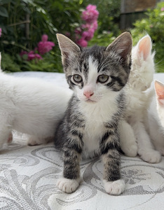 Котята (3 фото из 9)