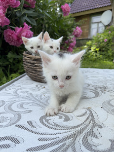 Котята (7 фото из 9)