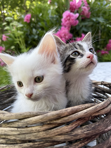 Котята (9 фото из 9)