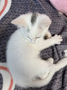 Котенок (2 фото из 5)