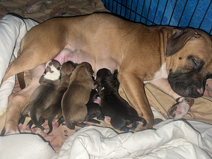 Pārdod stafordšīras terjera kucēnus (3 foto no 3)