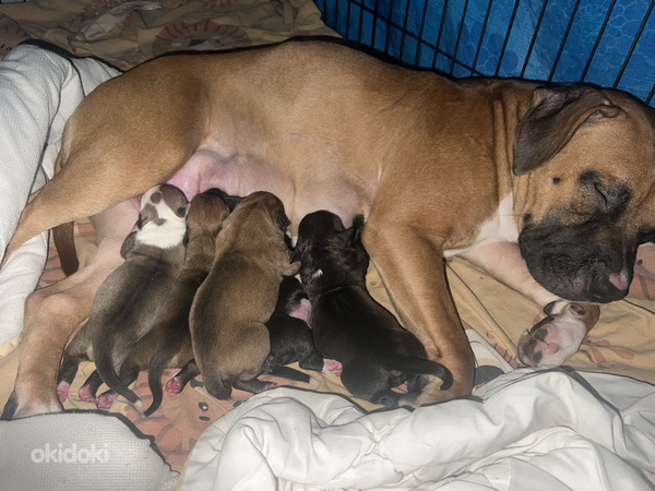 Продаются щенки стаффордширского терьера