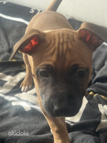 Продаются щенки стаффордширского терьера