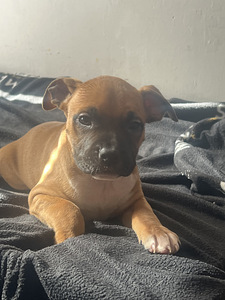 Продаются щенки стаффордширского терьера (6 фото из 9)