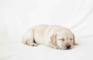 Labradorinnoutajan pentuja etsivät rakastavia koteja – Sipoo (4 valokuva sivusta 5)