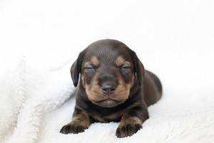 Labradorinnoutajan pentuja etsivät rakastavia koteja – Sipoo (5 valokuva sivusta 5)