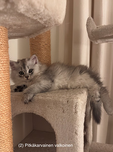 Söpöjä kissanpentuja (5 valokuva sivusta 8)