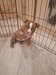 American bully pocket (3 foto no 3)