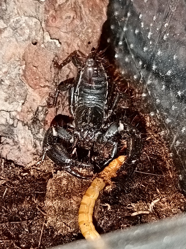 Heterometrus cyaneus