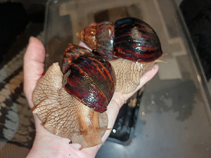 Lissachatina immaculata var immaculata (1 valokuva sivusta 2)