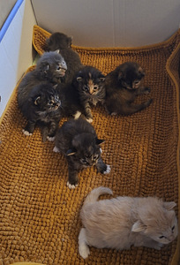 Ragdoll ja Maine Coon pentuja varattavissa (3 valokuva sivusta 5)