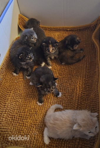 Ragdoll ja Maine Coon pentuja varattavissa