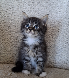 Ragdoll ja Maine Coon poika varattavissa (1 valokuva sivusta 5)