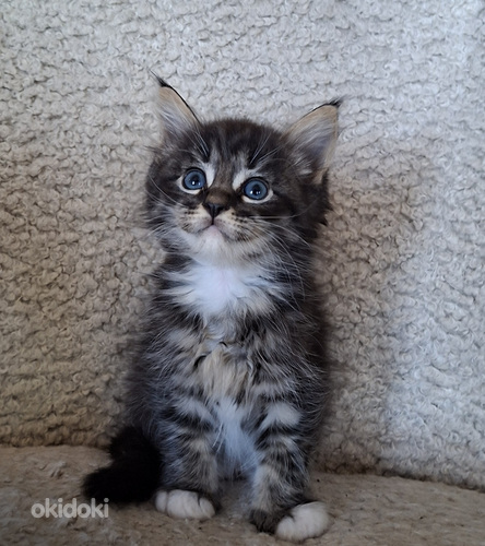 Ragdoll ja Maine Coon poika varattavissa