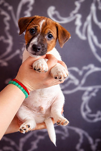 Джек-рассел-терьеры (1 фото из 9)