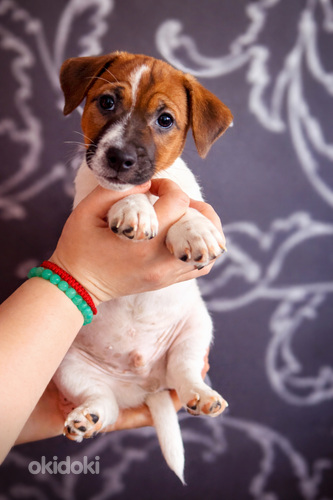 Джек-рассел-терьеры