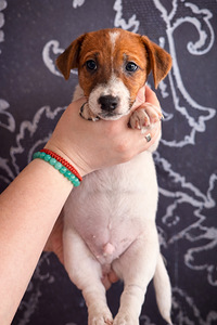 Джек-рассел-терьеры (2 фото из 9)