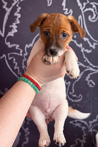 Джек-рассел-терьеры (3 фото из 9)