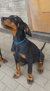 Dobermanni kutsikas (3 foto / 4)