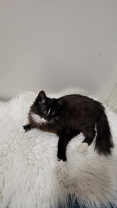 Kissanpennut (4 valokuva sivusta 6)